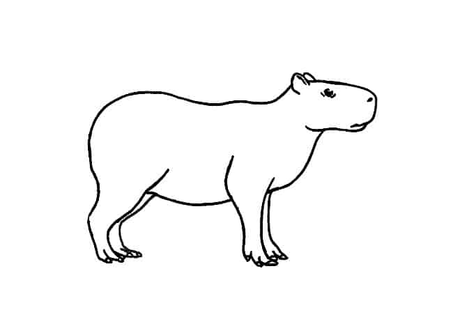 Capybara Drawing Picture