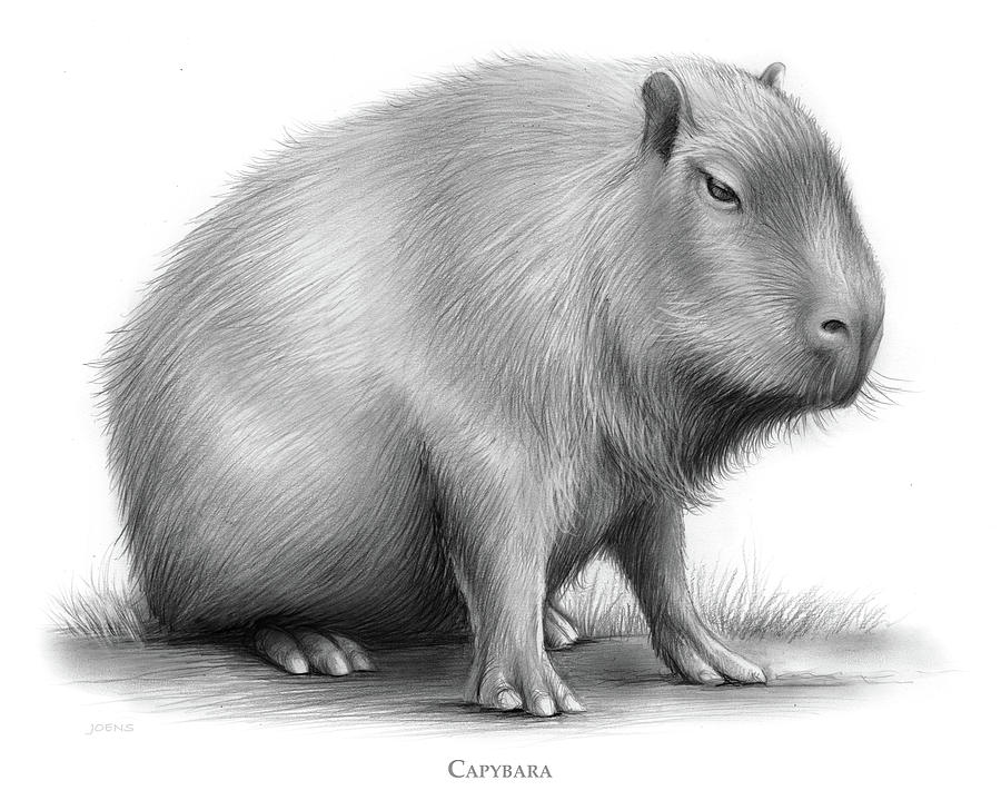 Capybara Drawing Pictures