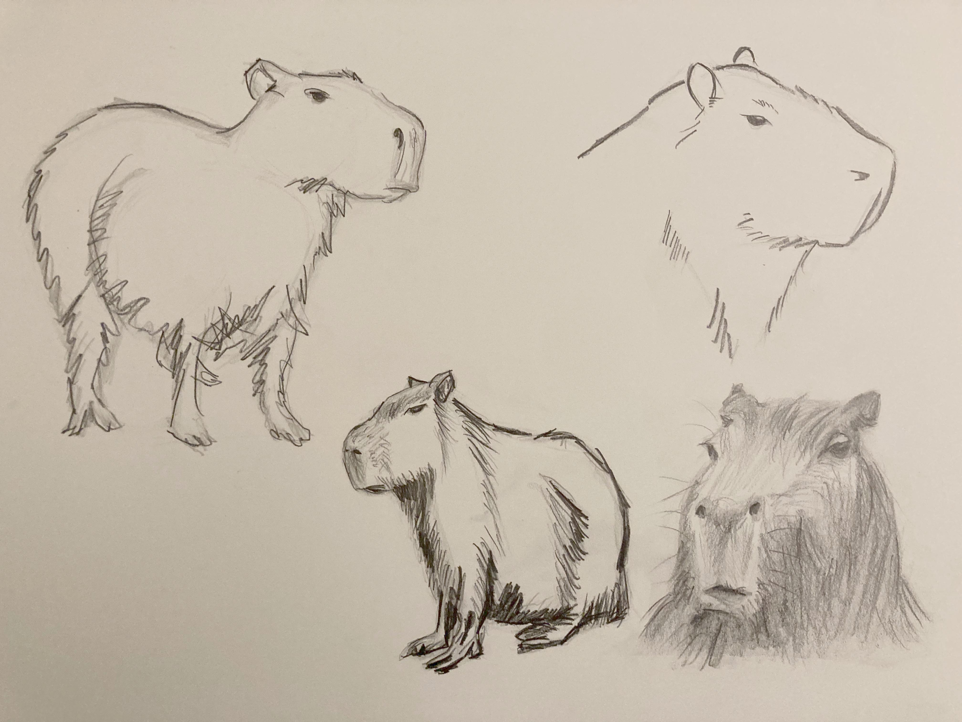 Capybara Drawing Sketch Drawing Skill Capybara Drawing Sketch Drawing Skill