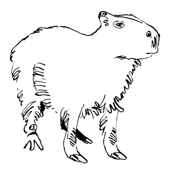Capybara Drawing Sketch