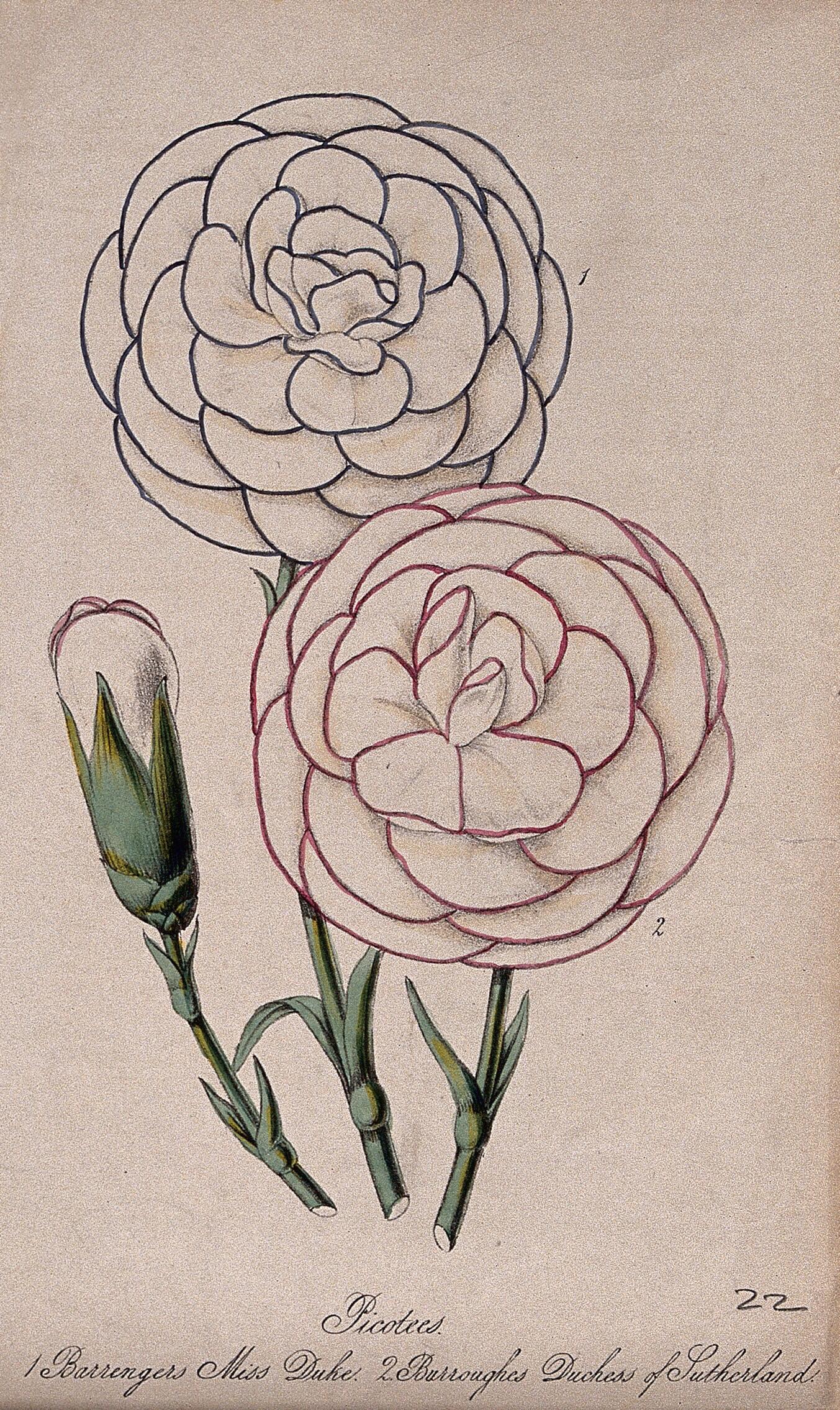 Carnation Flower Art Drawing