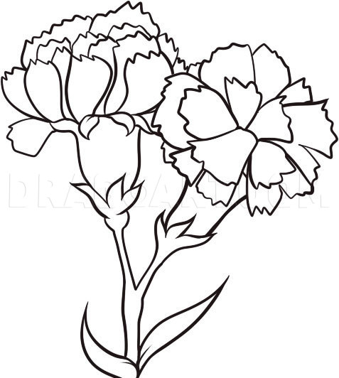 Carnation Flower Best Drawing