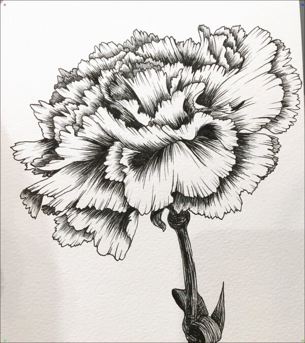 Carnation Flower Drawing Amazing