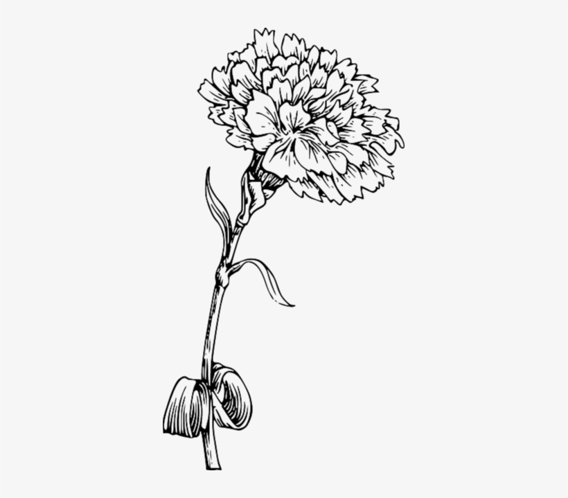 Carnation Flower Drawing Art