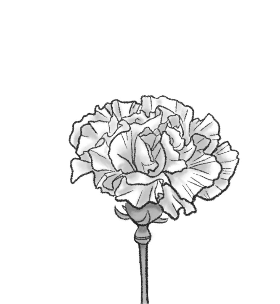 Carnation Flower Drawing Beautiful Image