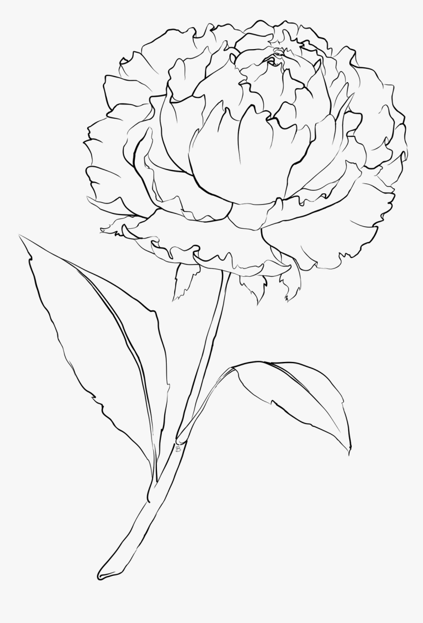 Carnation Flower Drawing High-Quality
