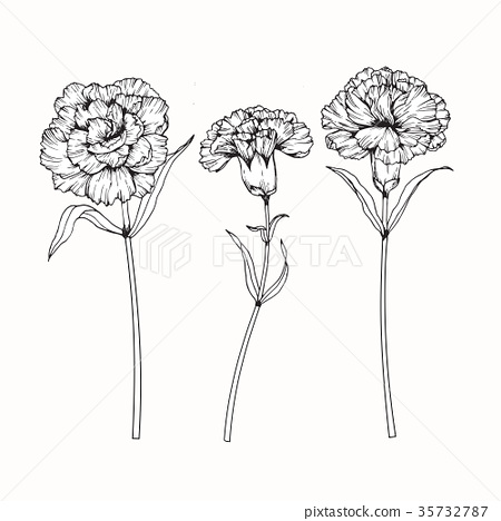 Carnation Flower Drawing Image