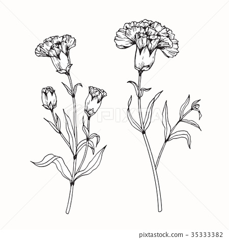 Carnation Flower Drawing Photo