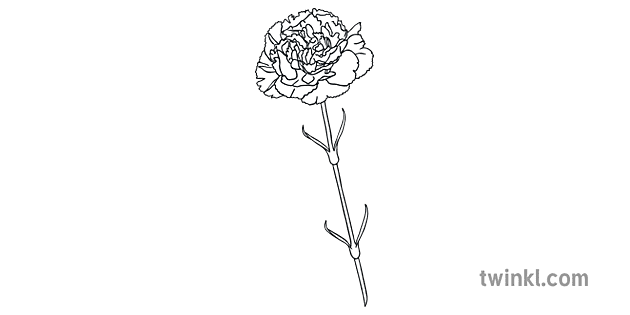 Carnation Flower Drawing Picture