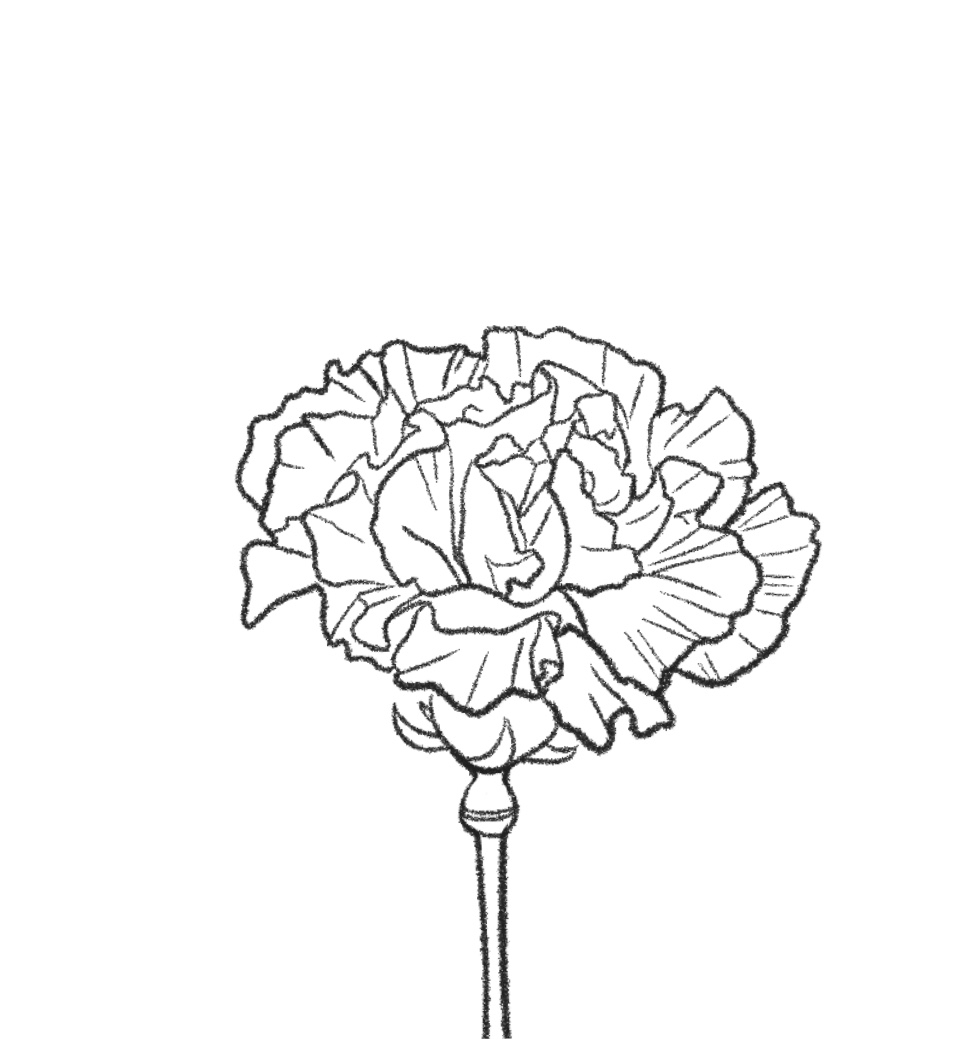 Carnation Flower Drawing Realistic
