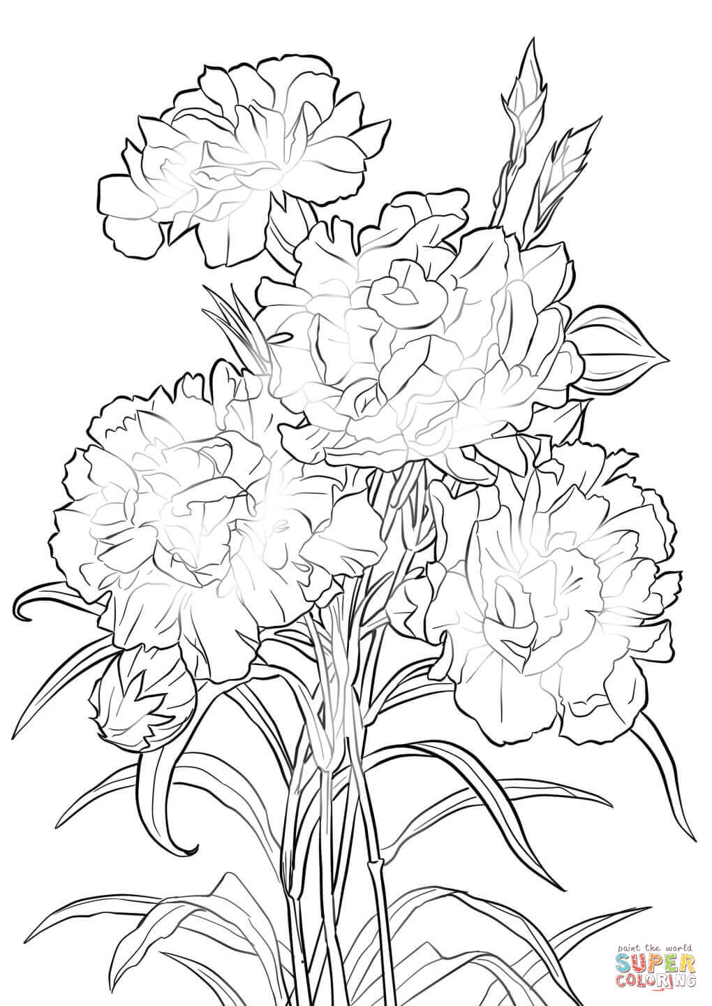 Carnations Drawing Amazing