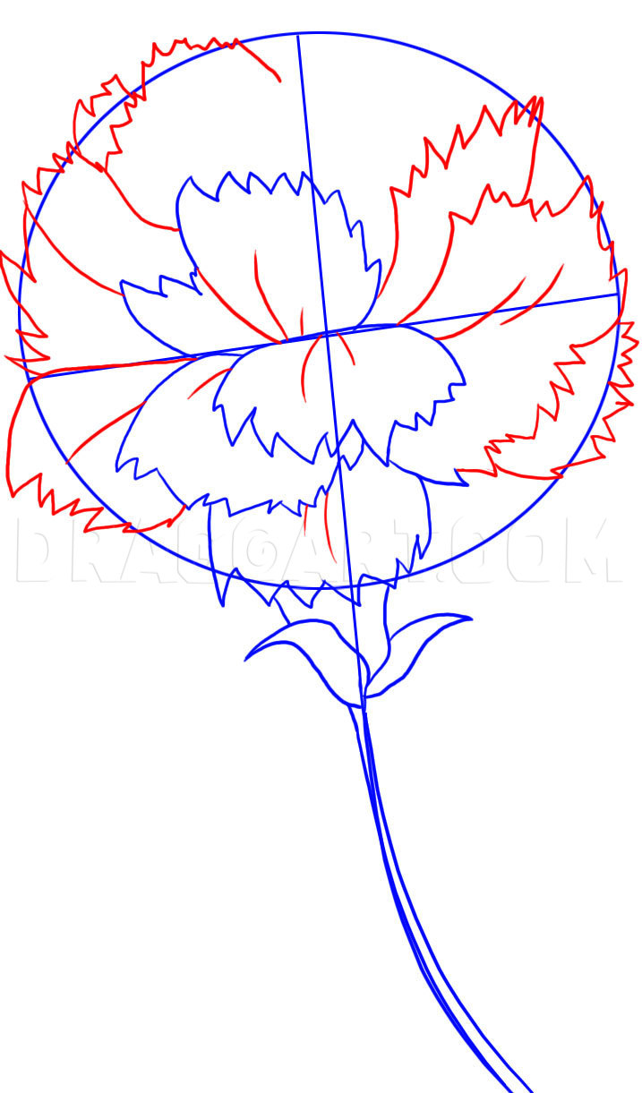 Carnations Drawing Art
