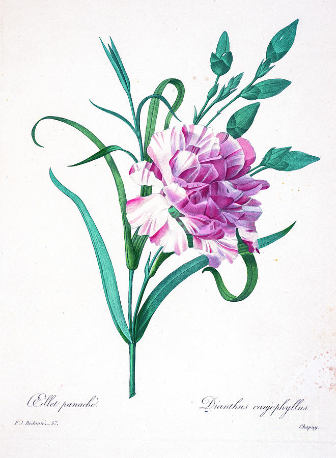 Carnations Drawing Image