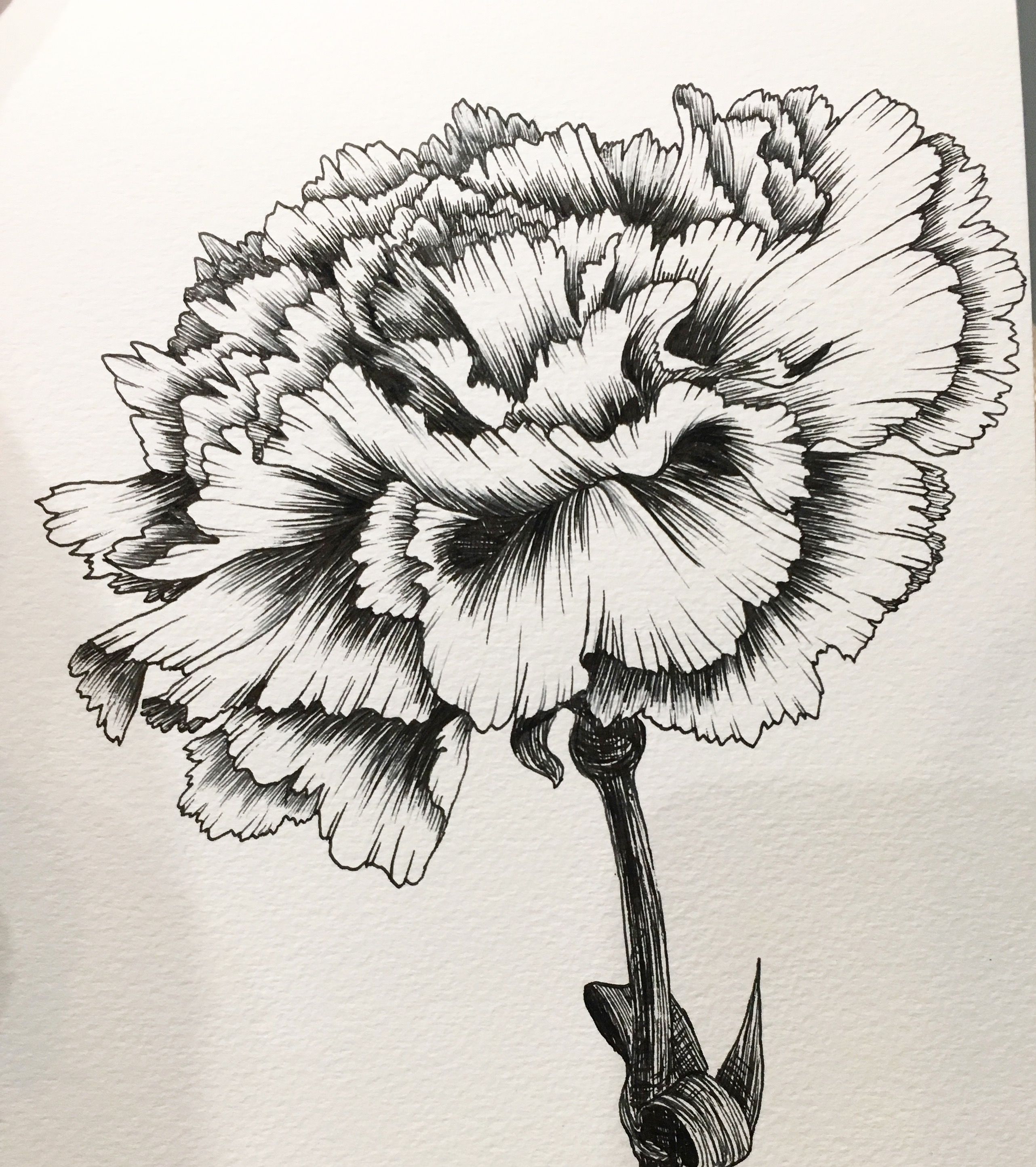Carnations Drawing Pic