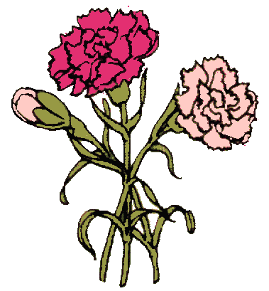 Carnations Drawing Pics