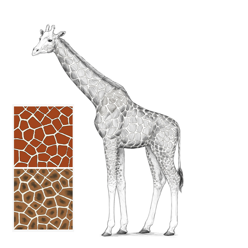 Cartoon Giraffe Drawing Picture