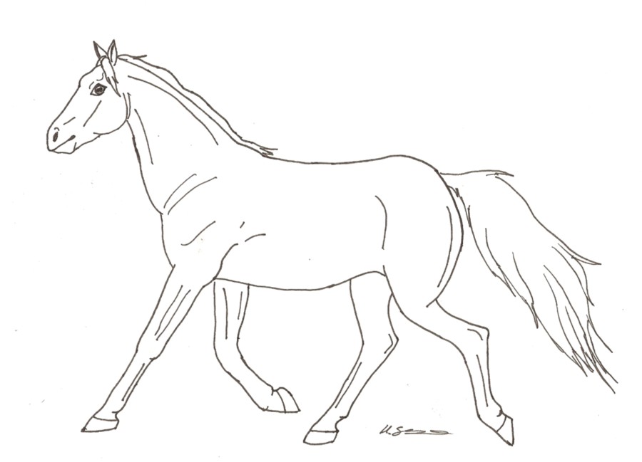 Cartoon Horses Drawing Sketch
