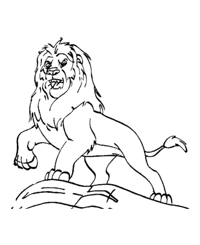 Cartoon Lion Drawing Pics