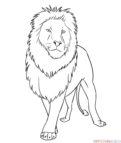 Cartoon Lion Drawing Sketch