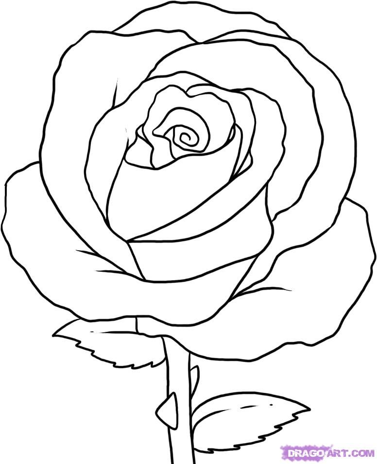 Cartoon Rose Art Drawing