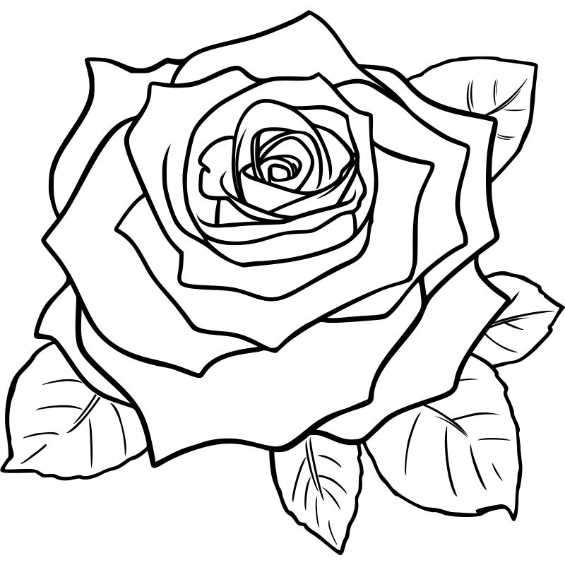 Cartoon Rose Drawing Image