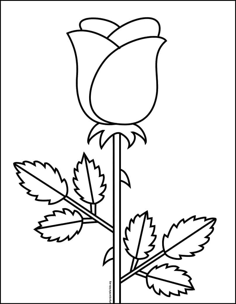 Cartoon Rose Drawing Picture