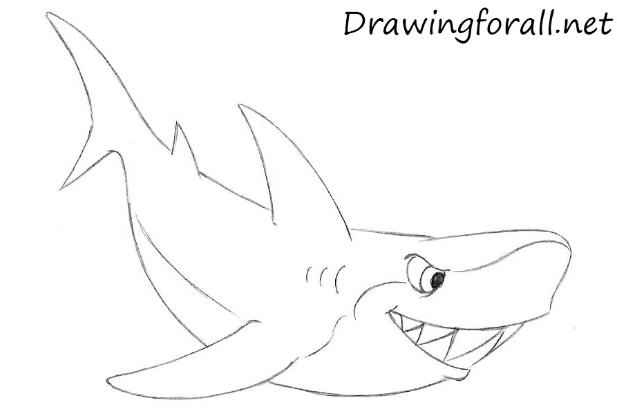 Cartoon Shark Drawing Picture