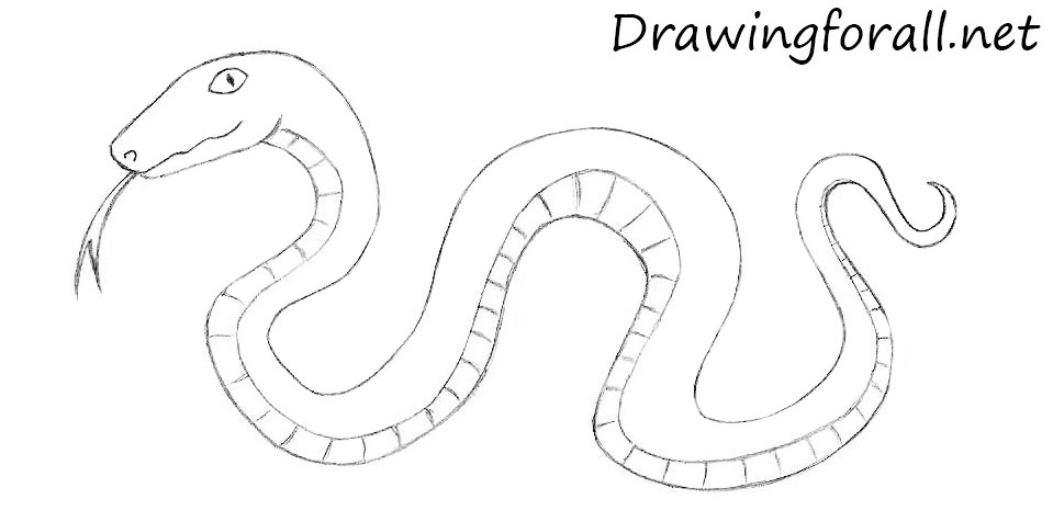 Cartoon Snake Drawing Realistic
