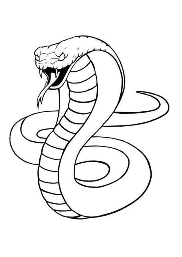 Cartoon Snake Drawing