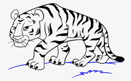 Cartoon Tiger Drawing