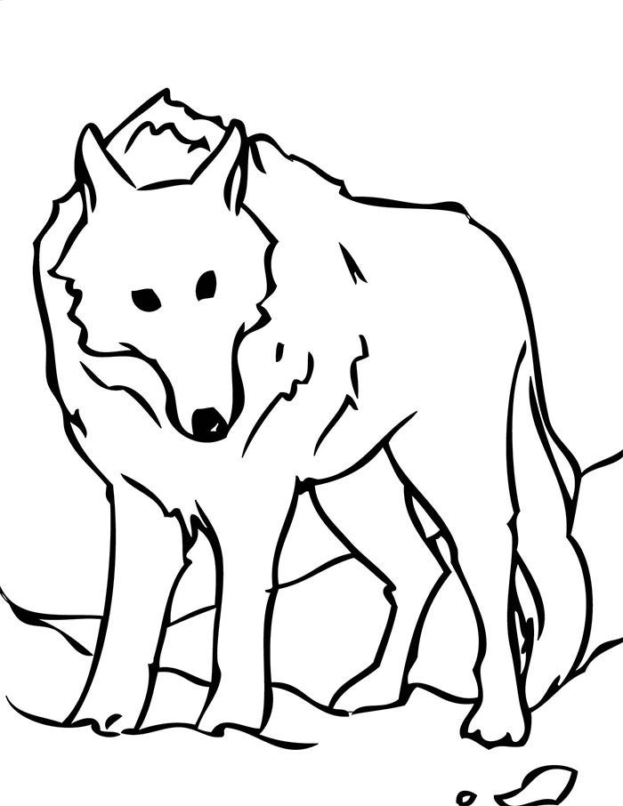 Cartoon Wolf Drawing Pics