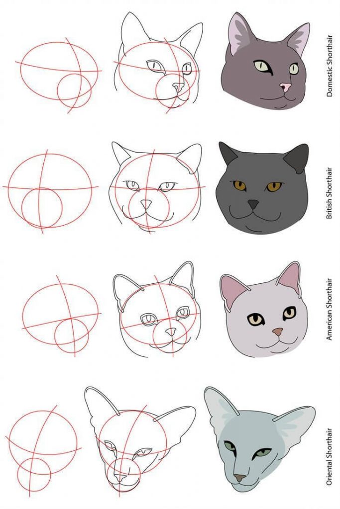 Cat Anatomy Drawing Amazing
