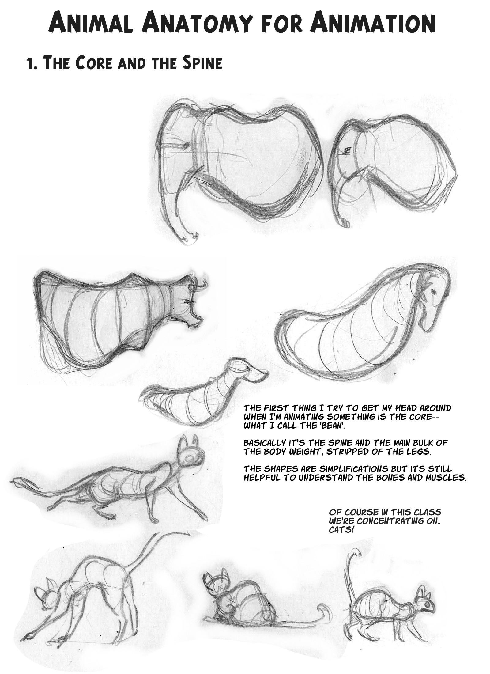 Cat Anatomy Drawing Beautiful Art