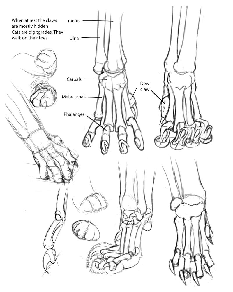 Cat Anatomy Drawing Creative Art