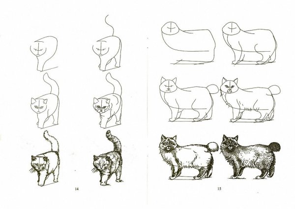 Cat Anatomy Drawing High-Quality