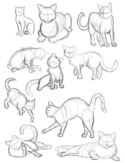 Cat Anatomy Drawing Photos