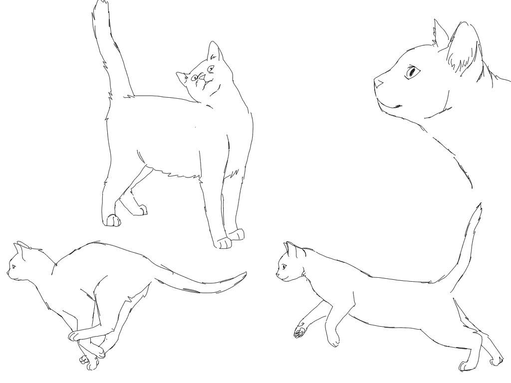 Cat Anatomy Drawing Picture