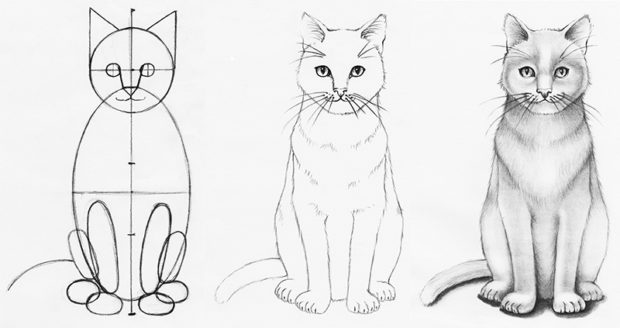 Cat Anatomy Drawing Realistic