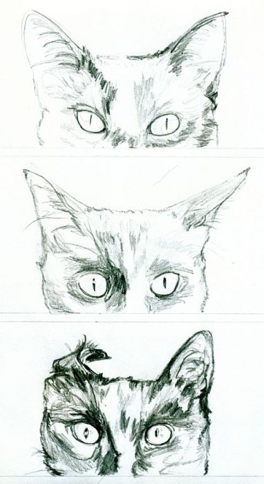 Cat Ear Drawing Photos
