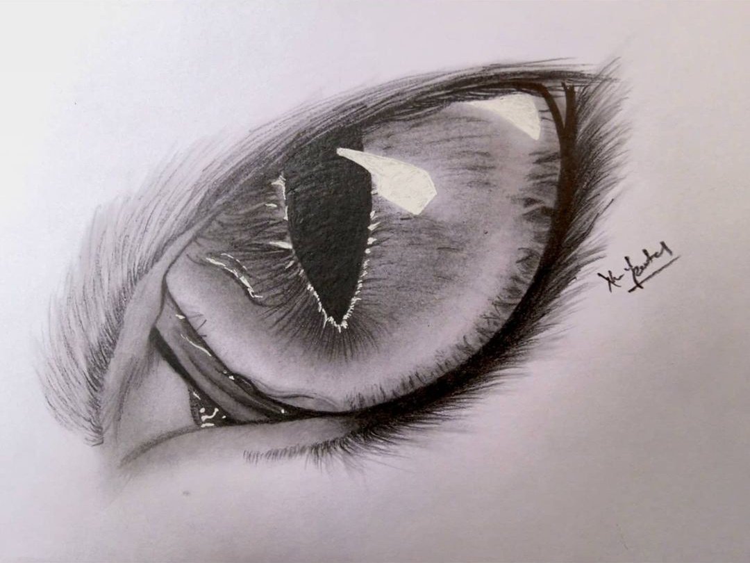Cat Eye Art Drawing