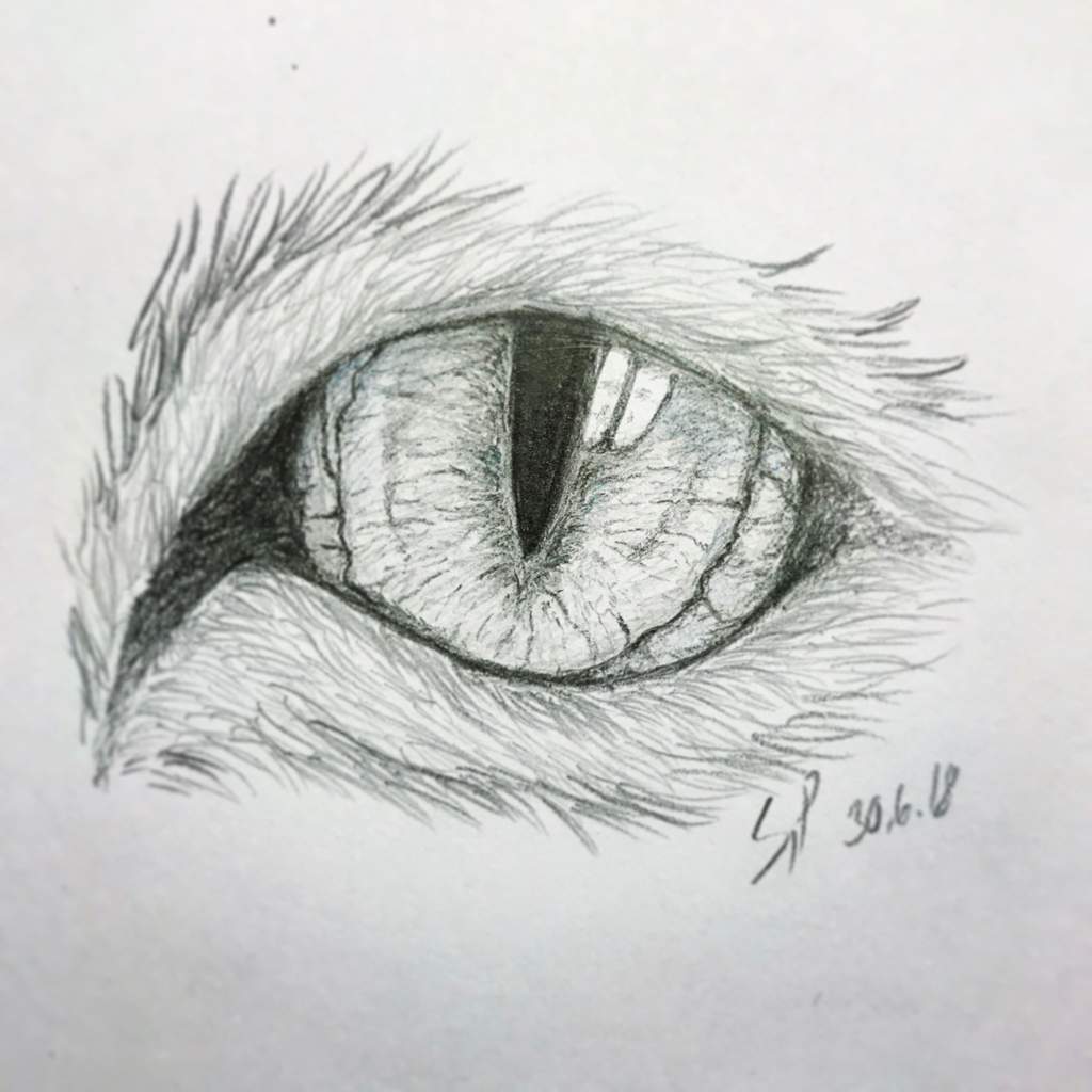 Cat Eye Drawing High-Quality