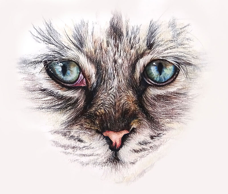 Cat Eye Drawing Photo