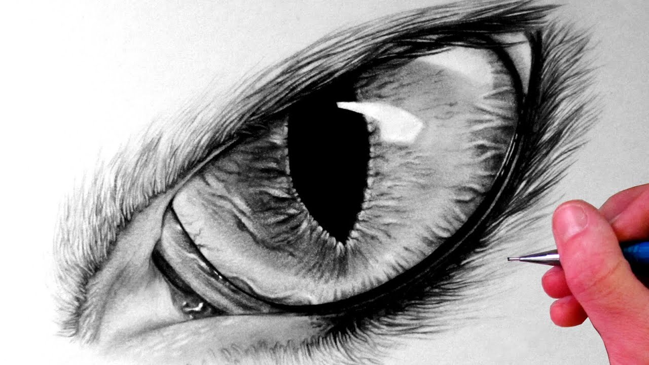 Cat Eye Drawing Picture