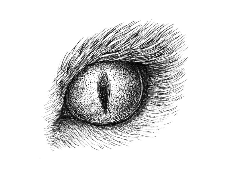 Cat Eye Drawing Sketch