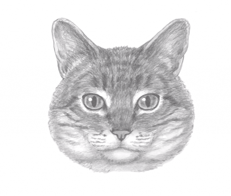 Cat Eye Drawing