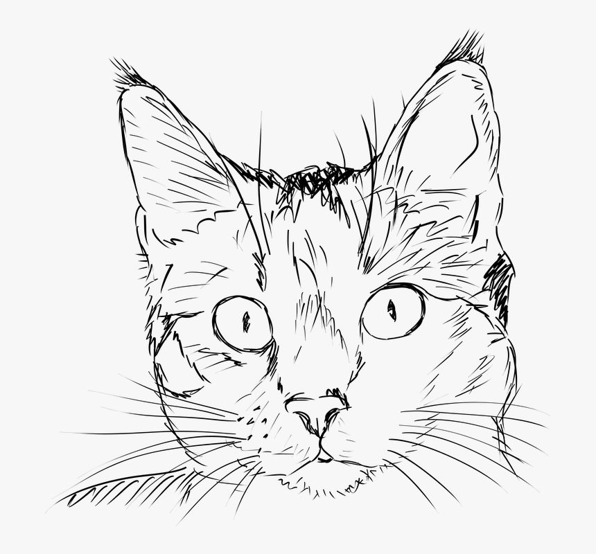 Cat Face Art Drawing