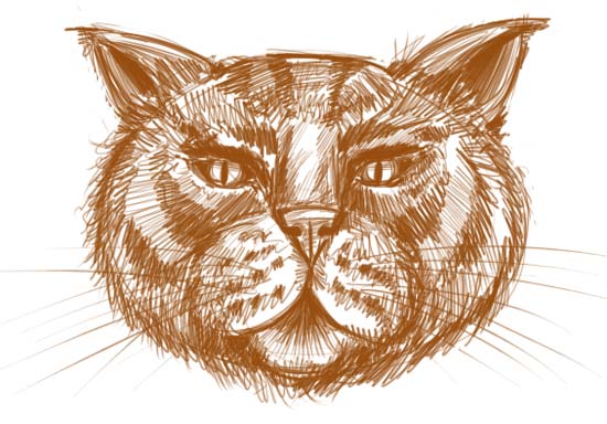 Cat Face Drawing Amazing