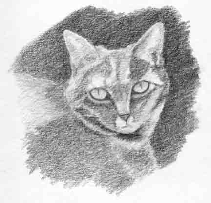 Cat Face Drawing Pic