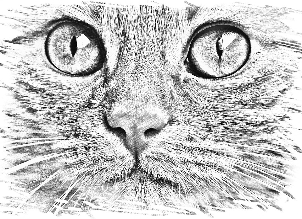 Cat Face Drawing Realistic