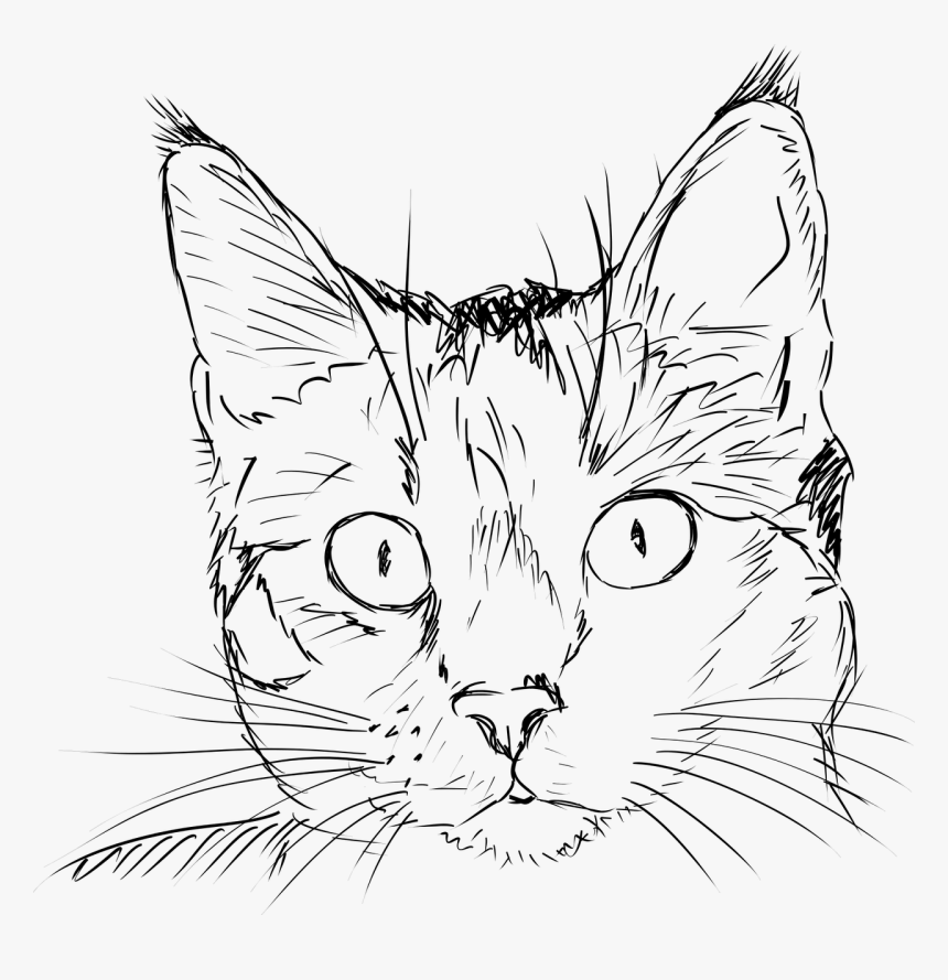 Cat Line Drawing Realistic